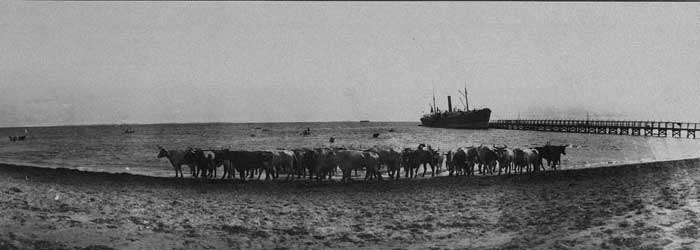 Ship docked at Robb Jetty in background as bullocks herd on the beach, c1920s.