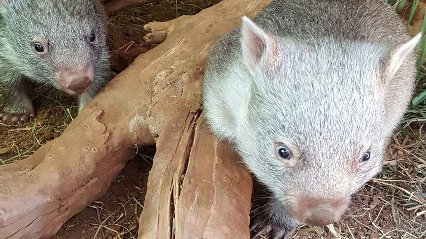 Two young wombats on a log
