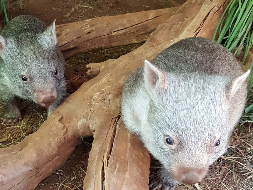 Two young wombats on a log