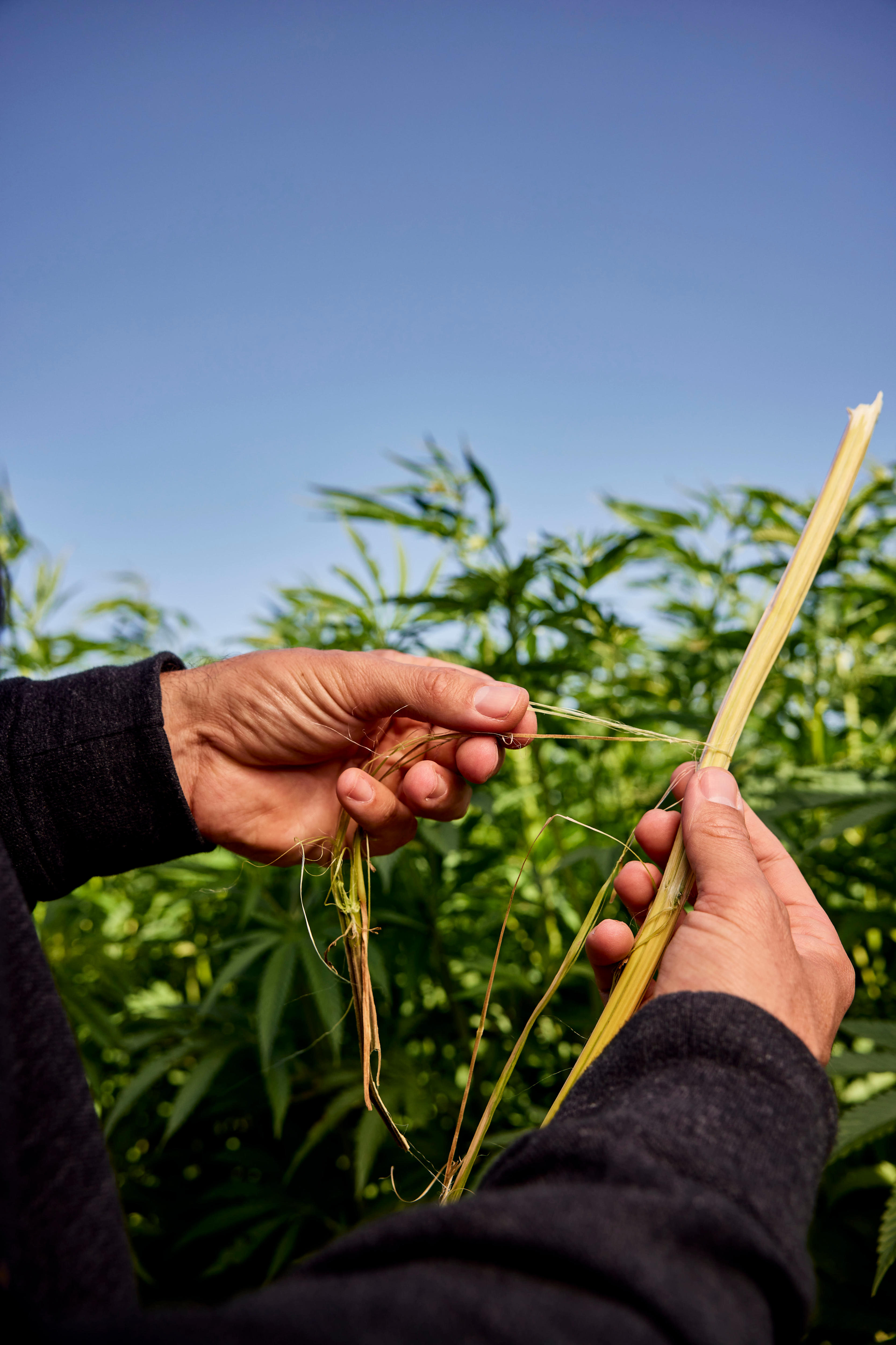 A close up of a hemp stalk held by two white hands that are pulling the hemp fibre apart against a blue sky.