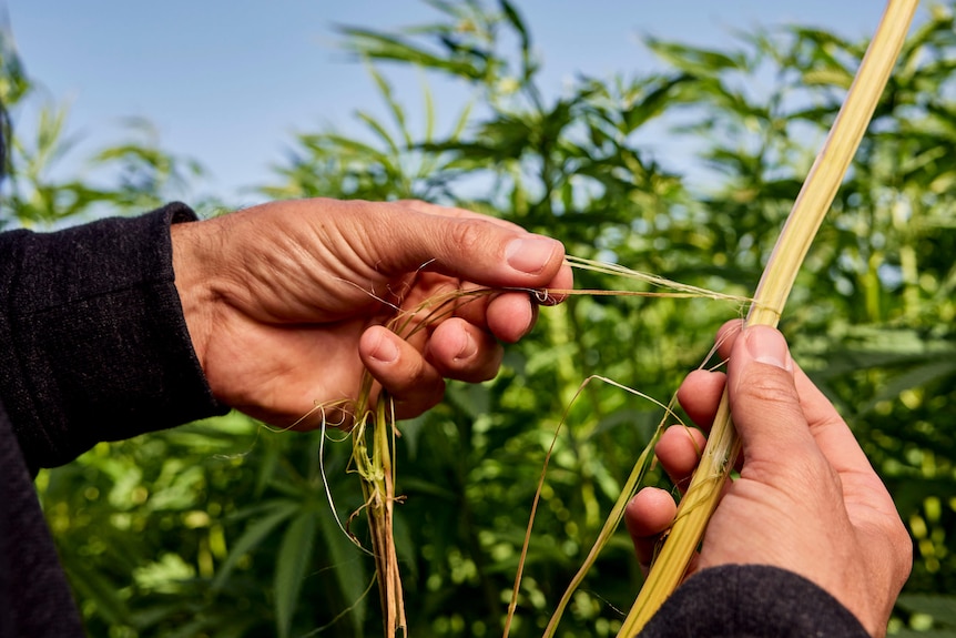 A close up of a hemp stalk held by two white hands that are pulling the hemp fibre apart against a blue sky.