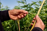 A close up of a hemp stalk held by two white hands that are pulling the hemp fibre apart against a blue sky.