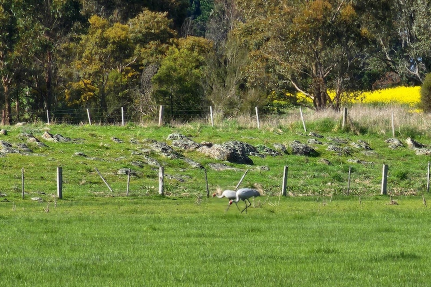 Brolgas in a paddock