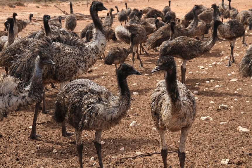 Emus on farm