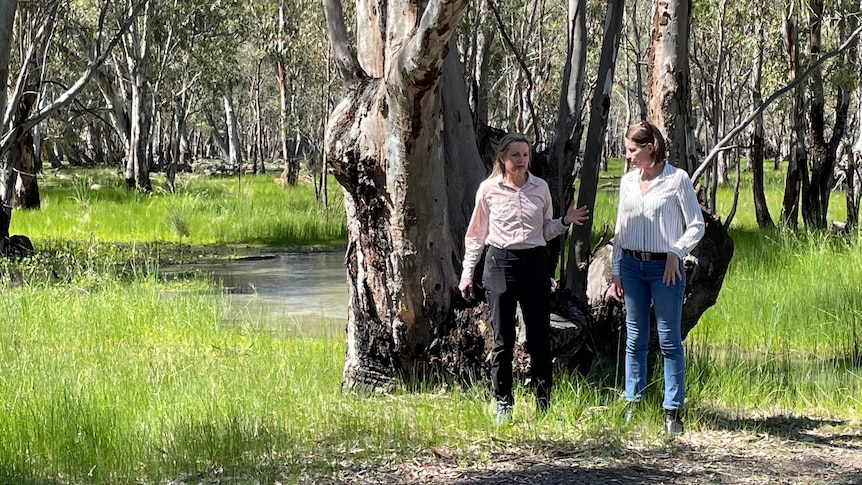 Two women, politicians, dressed in casual clothes talking near a large gum tree in a green grassy swamp.