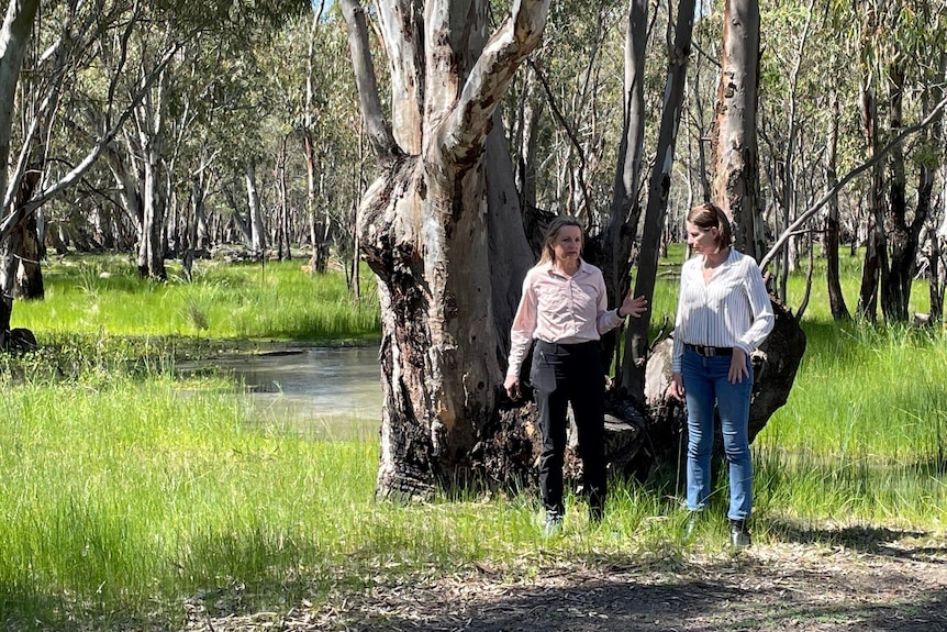 Two women dressed in casual clothes talking near a large gum tree in a green grassy swamp.