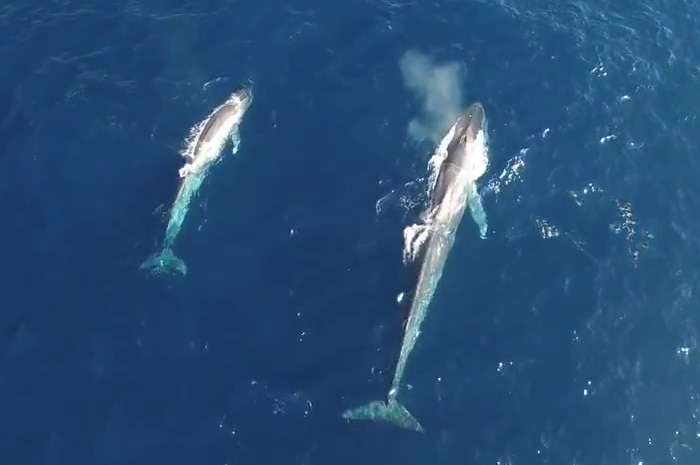 Aerial view of two different sized blue whales.