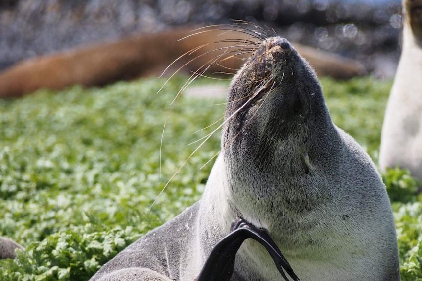 Antarctic fur seal with its flipper on its chest, head back and long whiskers catching the sun