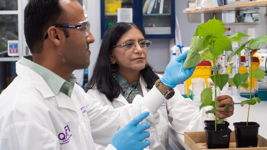 Ritesh Jain and Professor Neena Mitter test their new bio clay spray on a plant trial at the University of Queensland. 