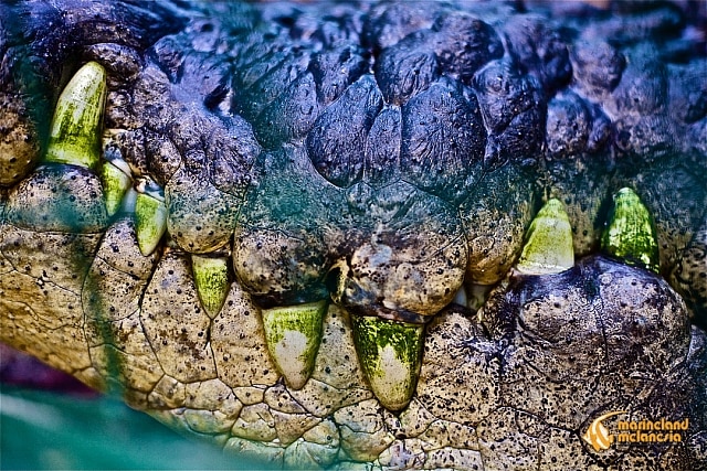 huge crocodile teeth with algae growing on them