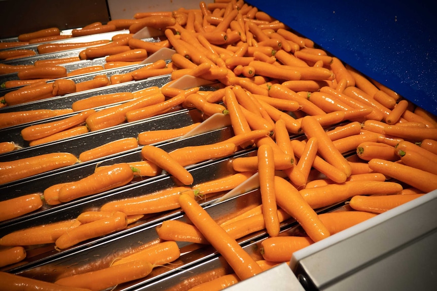 Carrots being cleaned on a farm in north-west Victoria.
