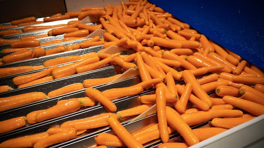 Carrots being cleaned on a farm in north-west Victoria.