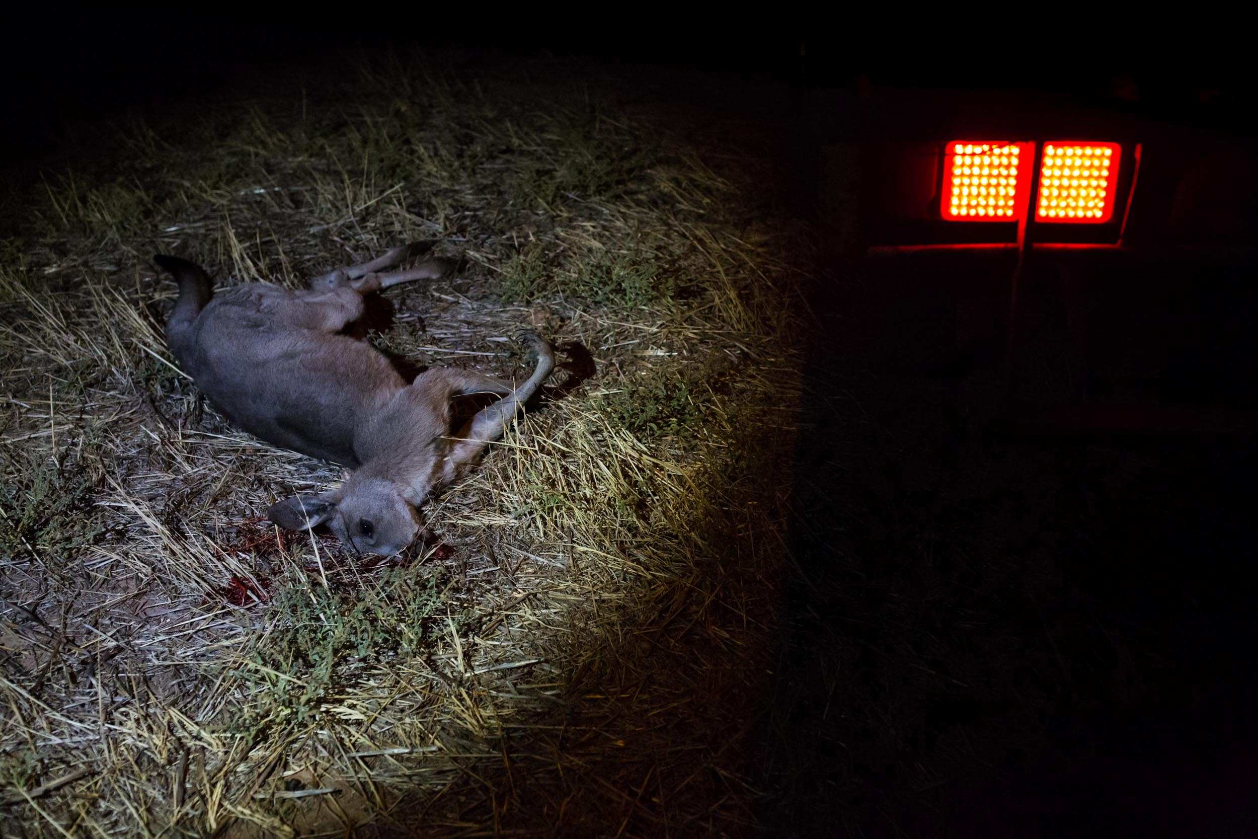 A dead roo is illuminated by a headlamp, next to a red truck tail-light, blood on the grass near its head.