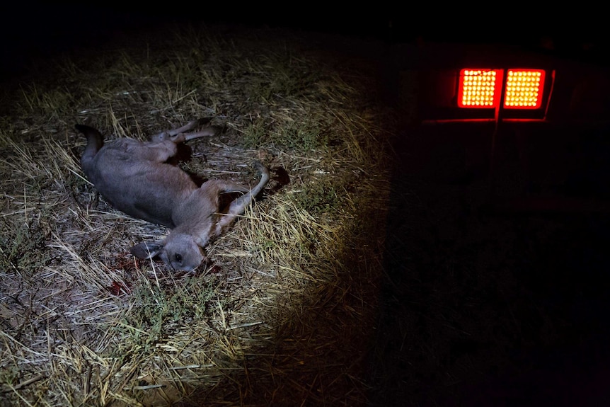A dead roo is illuminated by a headlamp, next to a red truck tail-light, blood on the grass near its head.