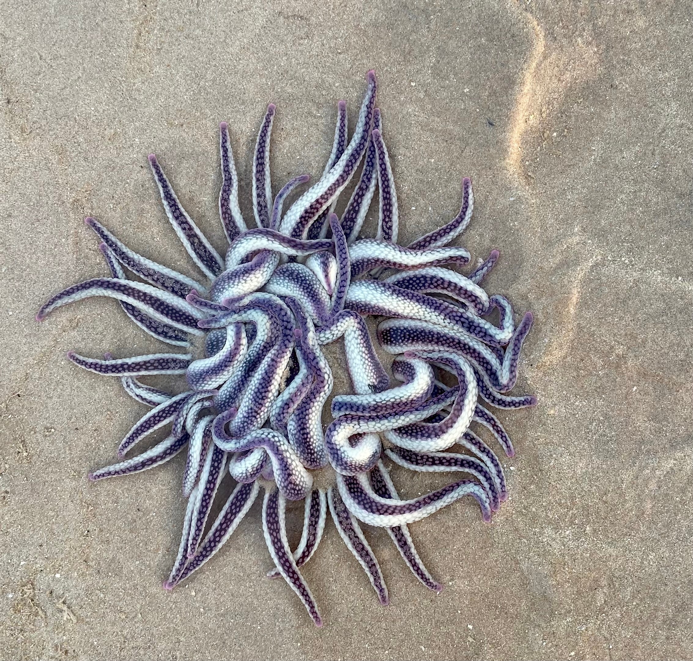 A creature with dozens of purple and white tentacles sitting on sand. 