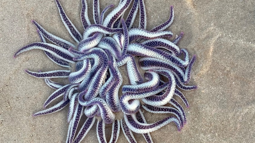 A creature with dozens of purple and white tentacles sitting on sand. 