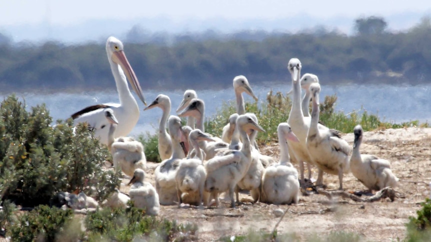 A pelican creche on the Barker Inlet island.
