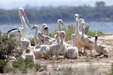 A pelican creche on the Barker Inlet island.