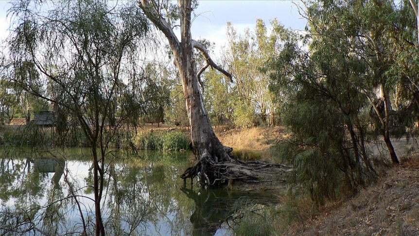 Billabong on the Lachlan R, NSW