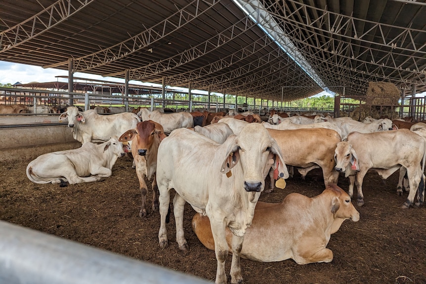 A mob of cattle stand in a yard looking at the camera 