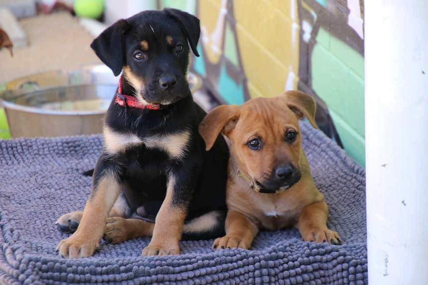 Two puppies, one black and one brown, sitting on a pet bed.