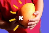 Close up of a child's hands holding a large kensington pride mango against a purple background.