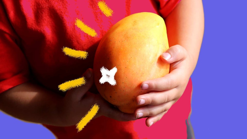 Close up of a child's hands holding a large kensington pride mango against a purple background.