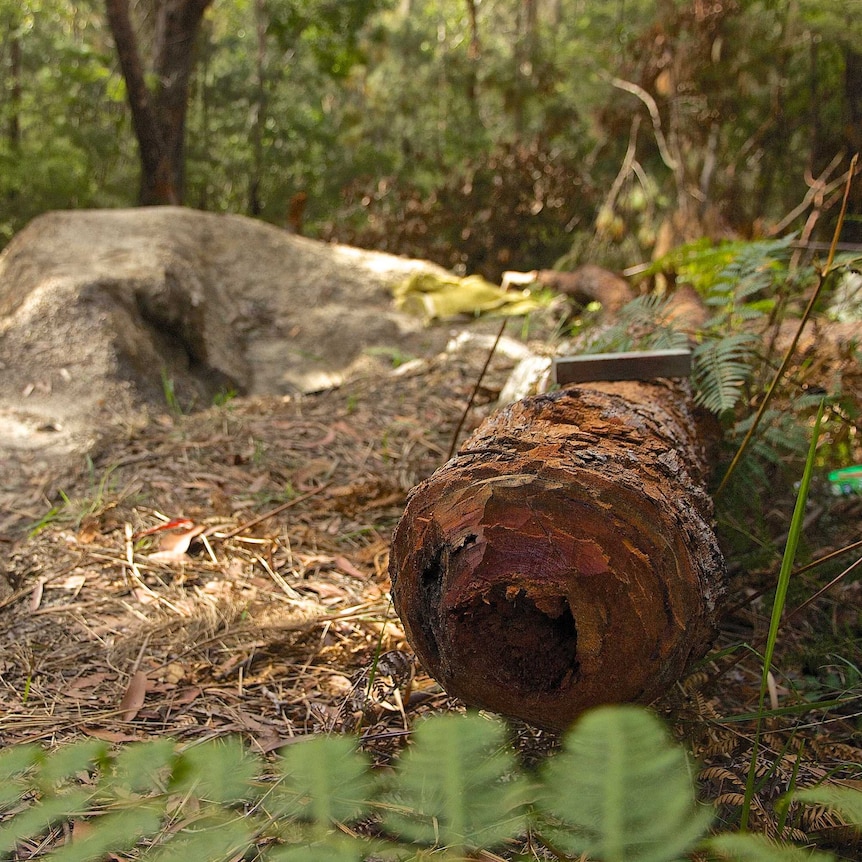 Rough axe marks around the base of a fallen eucalypt tree, with a mound of earth in the background that forms a jump for riders.