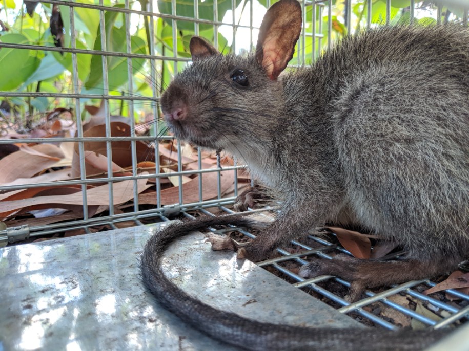 Lee Point, Middle Arm developments will threaten populations of ...