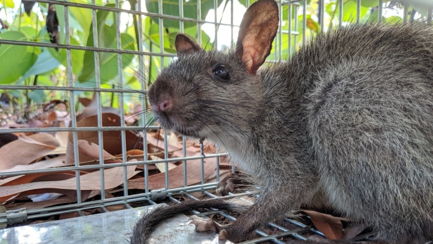 A cute rat-like animal looks at the camera from a cage. They have a long tail and big ears.