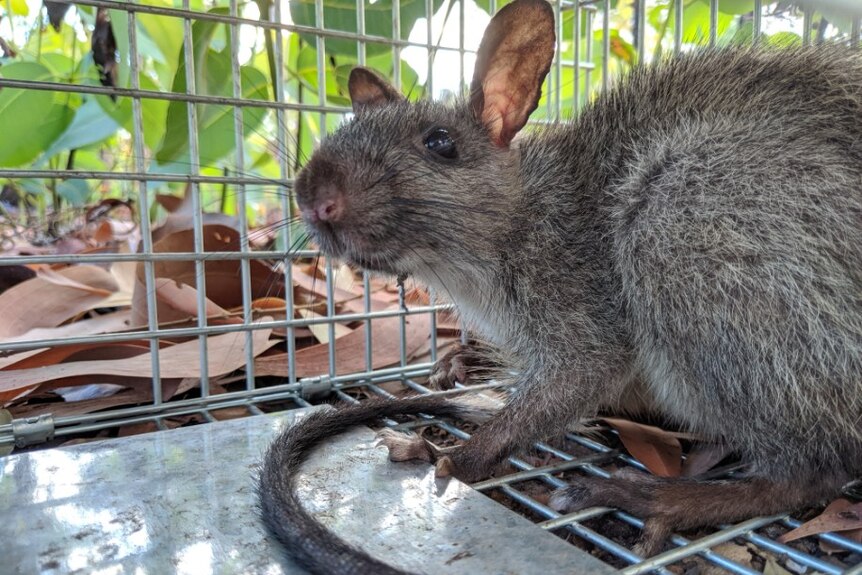 A cute rat-like animal looks at the camera from a cage. They have a long tail and big ears.