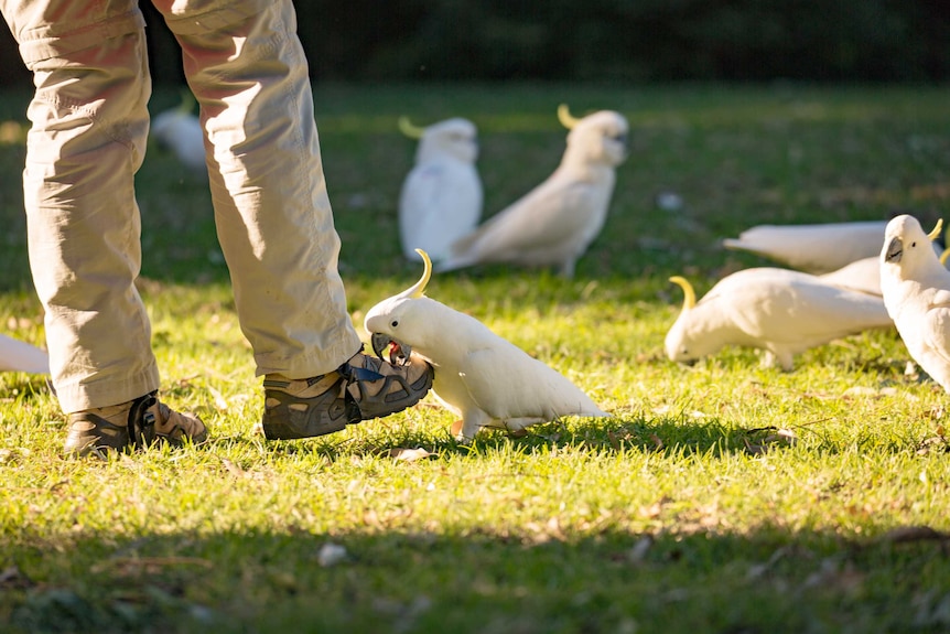 A sulfure-crested cockatoo nibbles at the shoelace of scientist Barbara Klump