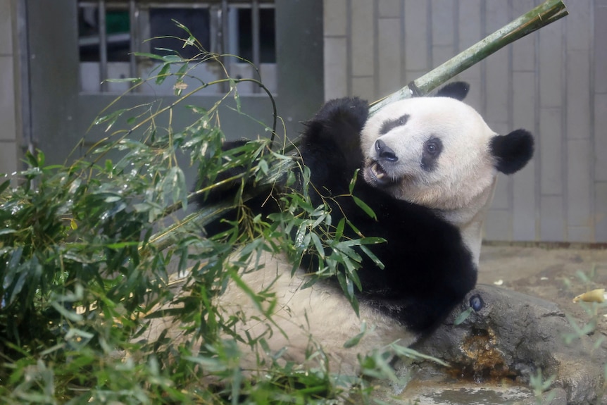 A giant panda grabs a branch inside its cage at Ueno Zoo