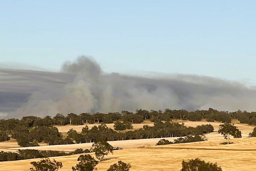 A golden paddock with trees and bushfire smoke in the background