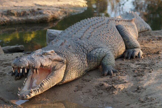 A massive crocodile with its jaws open.