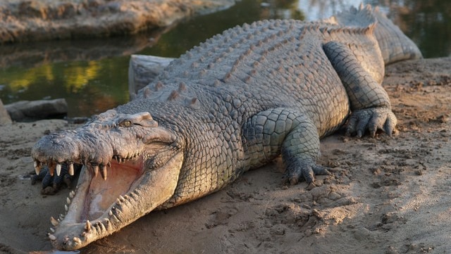 A large crocodile lying prone with his mighty jaws agape, displaying rows of razor sharp teeth.