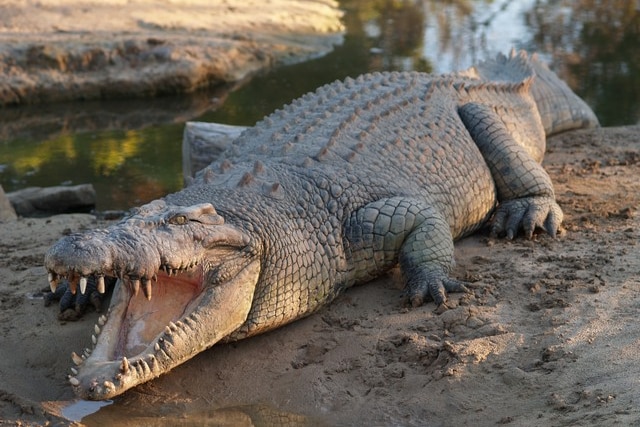 Mason the crocodile lays with his mouth open