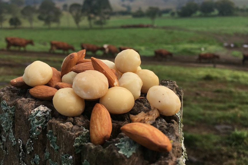 Almonds and macadamias