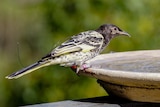 Regent honeyeater on a birdbath with a small band around it's leg