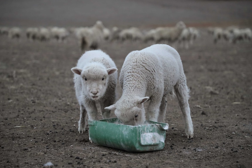 Lamb on the Scott family farm