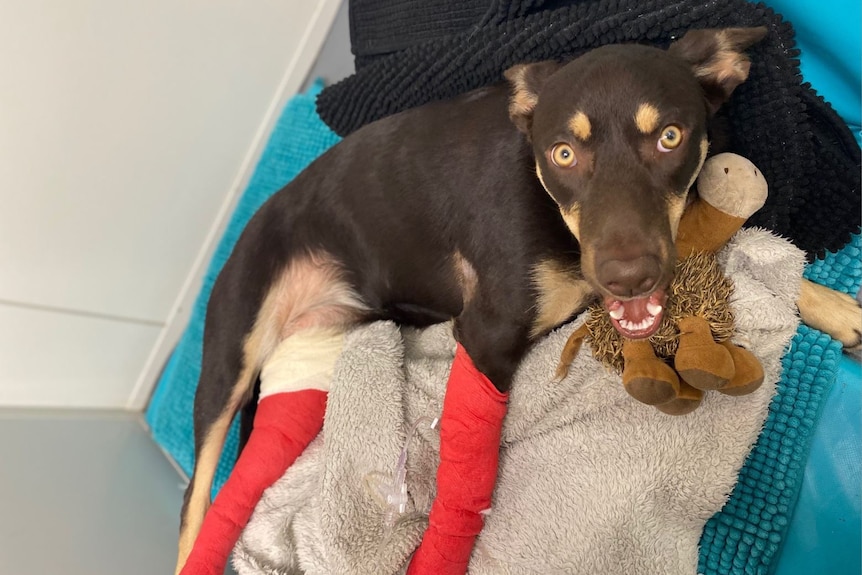 A puppy with two bandaged legs lies down with a toy.