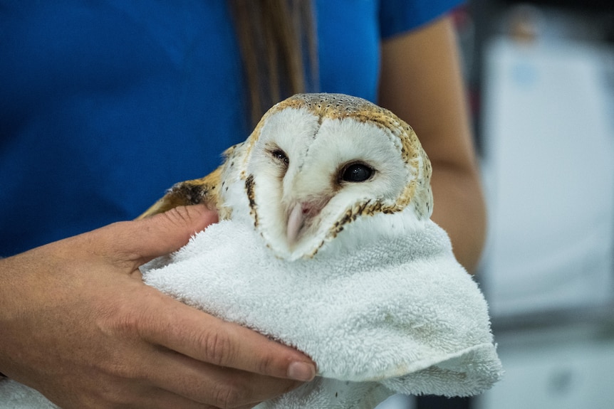 A barn owl wrapped in a white towel, held by an unseen animal hospital worker. The owl looks upset.