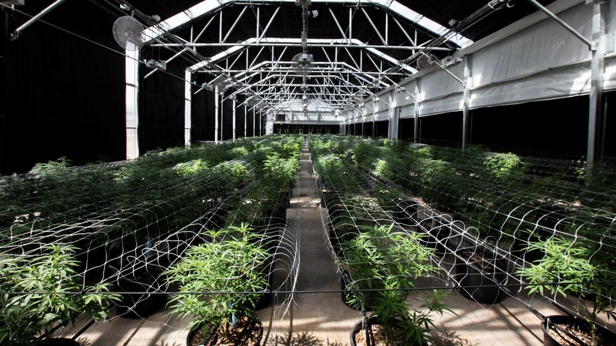 Rows and rows of marijuana plants