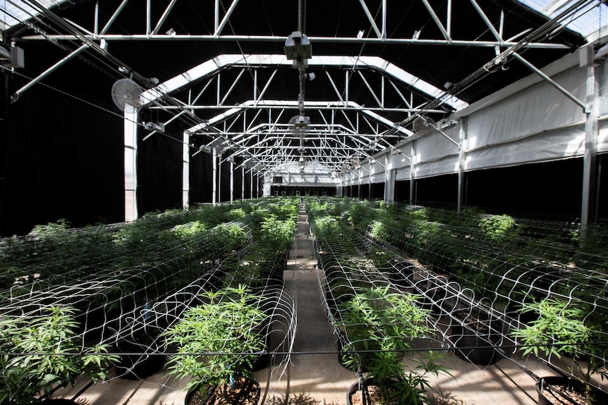 Rows and rows of marijuana plants