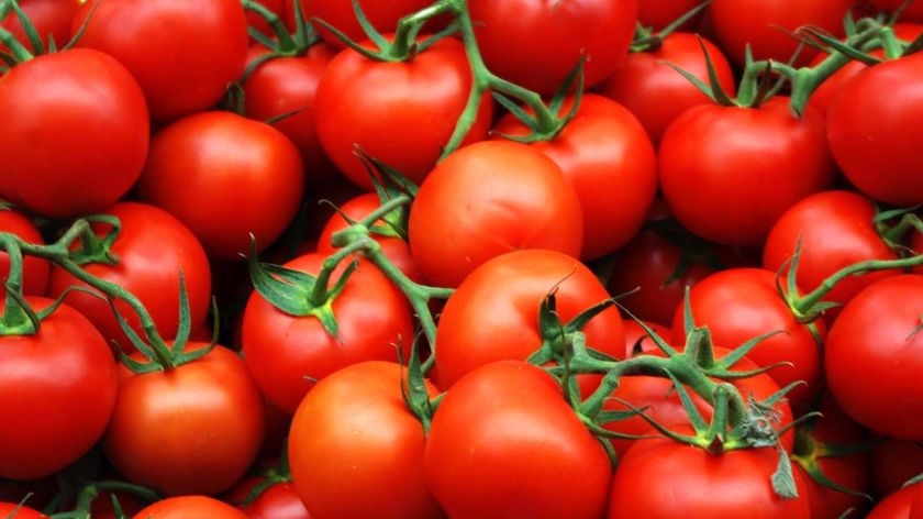 Tomatoes fetching high prices