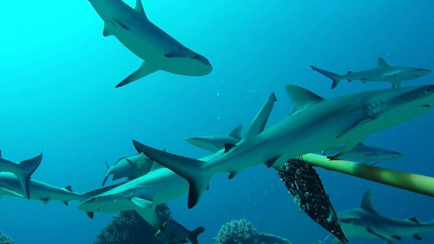 Sharks are filmed underwater in a blue ocean.