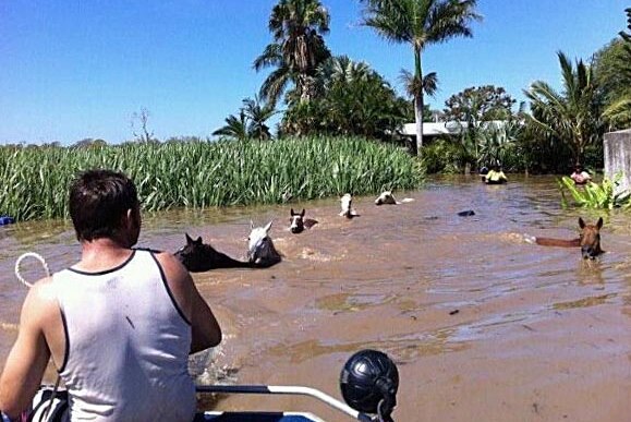 Horses swim to safety during the Bundaberg floods.