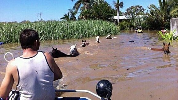 Horses swim to safety during the Bundaberg floods.