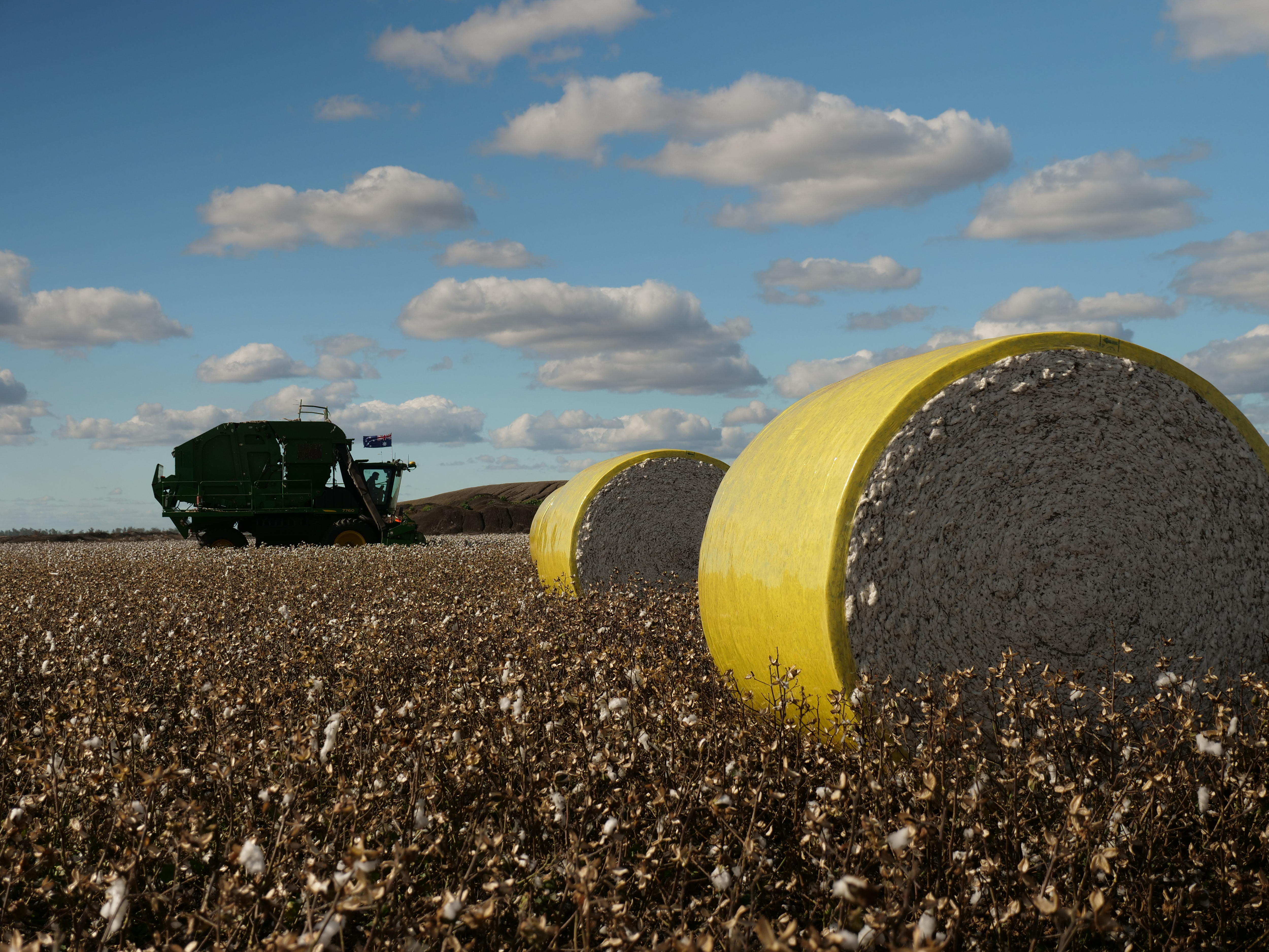 A cotton picker is moving through a field with yellow bales of cotton on the ground.
