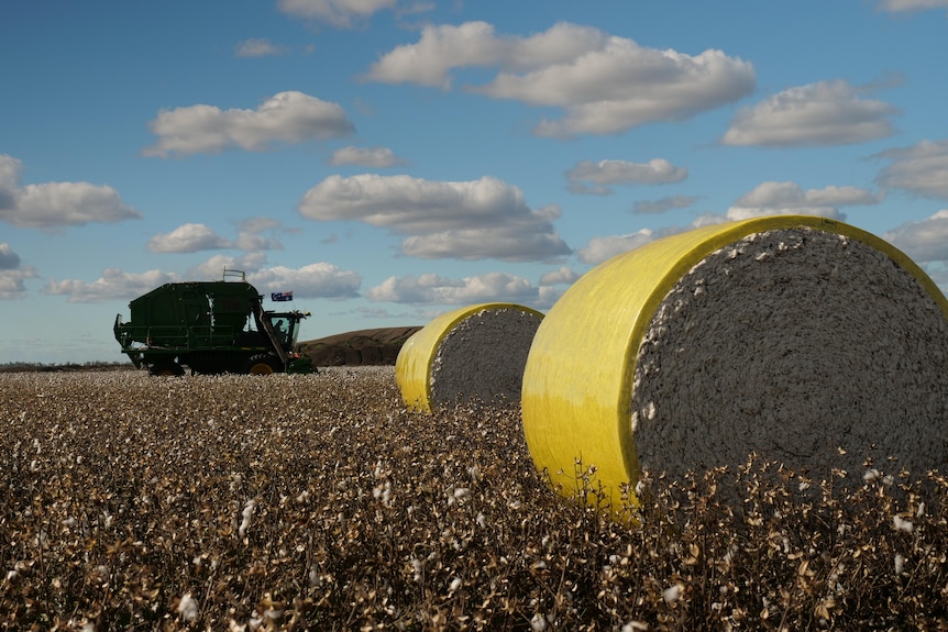 A cotton picker is moving through a field with yellow bales of cotton on the ground.